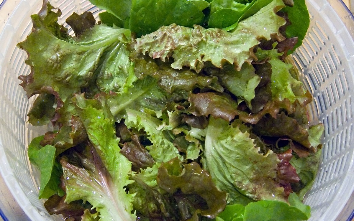 Lettuce in a salad spinner during kitchen preparation