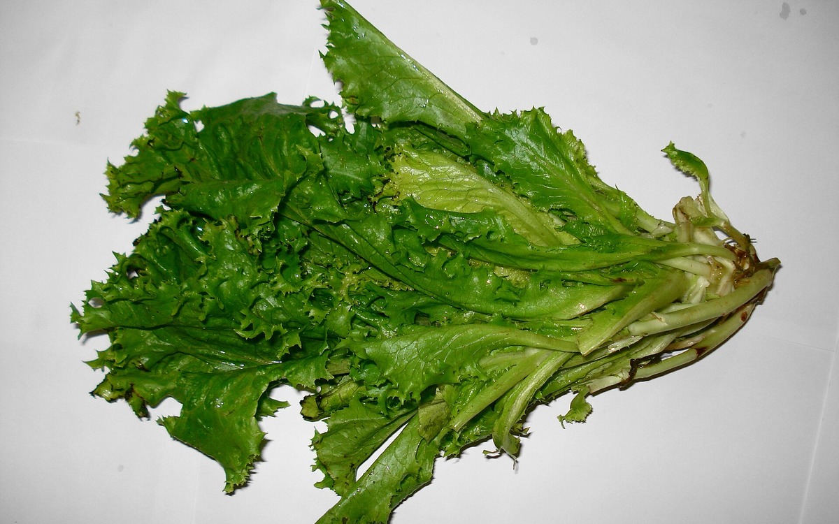 Fresh heads of lettuce and salad greens ready for shopping
