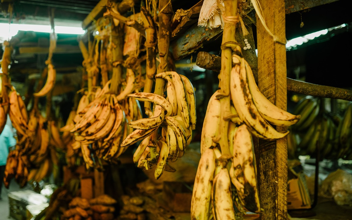 Fresh bunches of bananas displayed at a market for shoppers to choose from