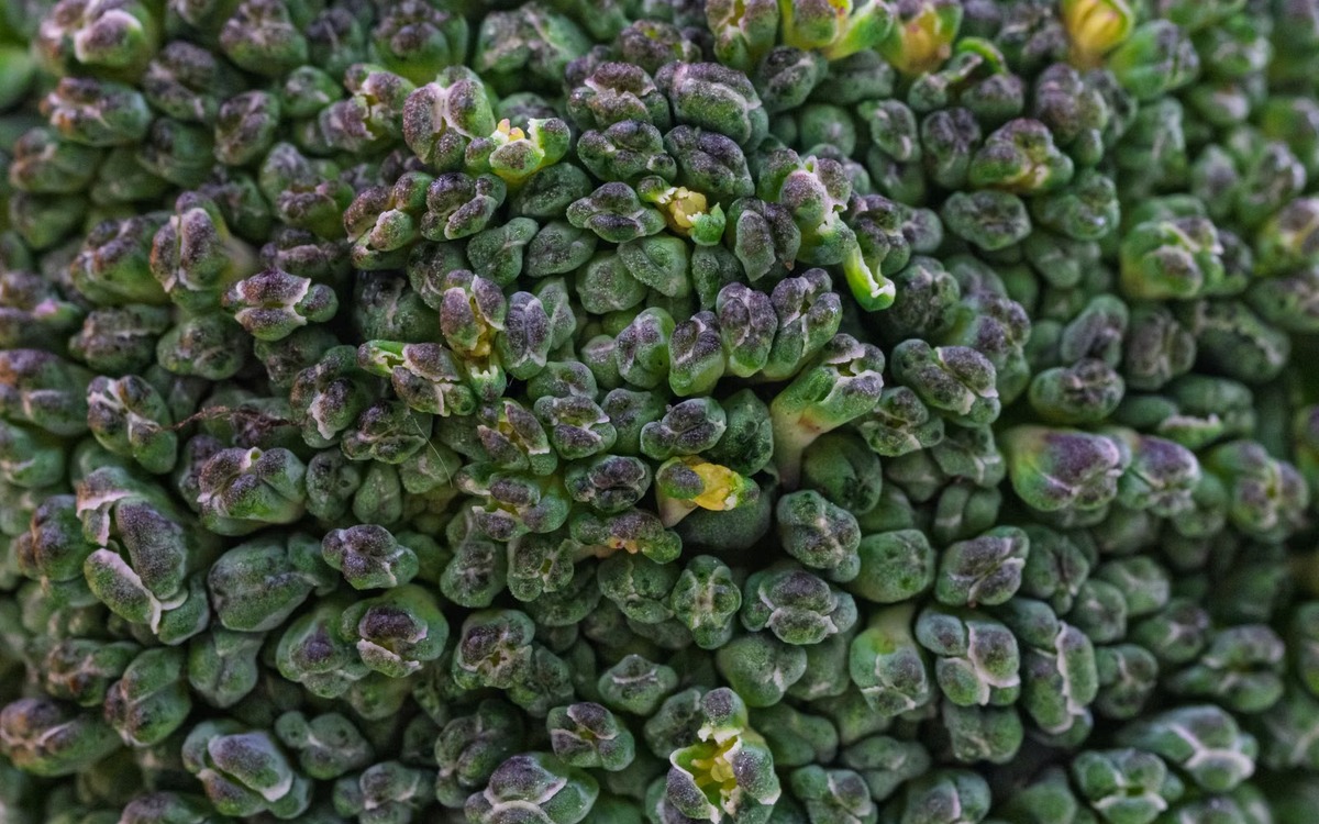 Close-up of compact fresh green broccoli florets