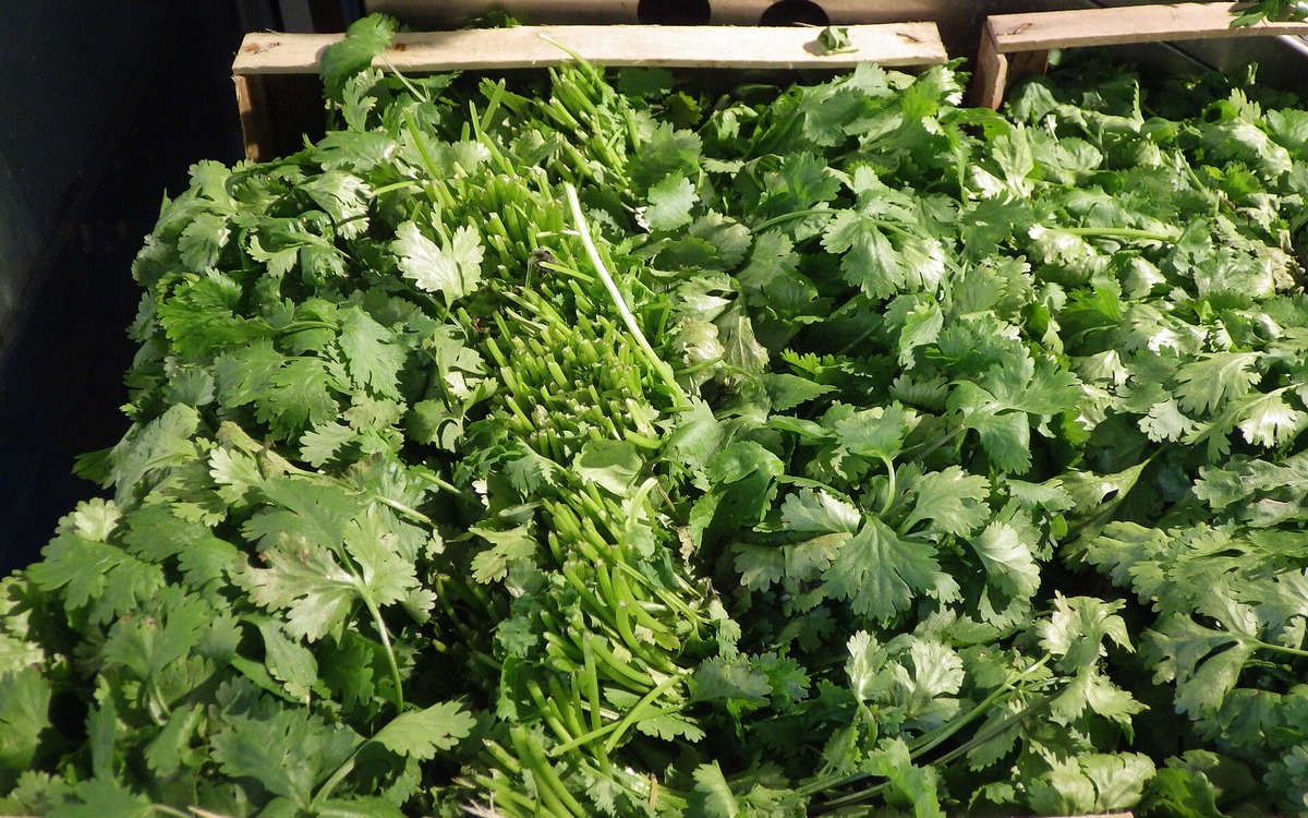 Fresh cilantro bunches displayed for sale at a produce market