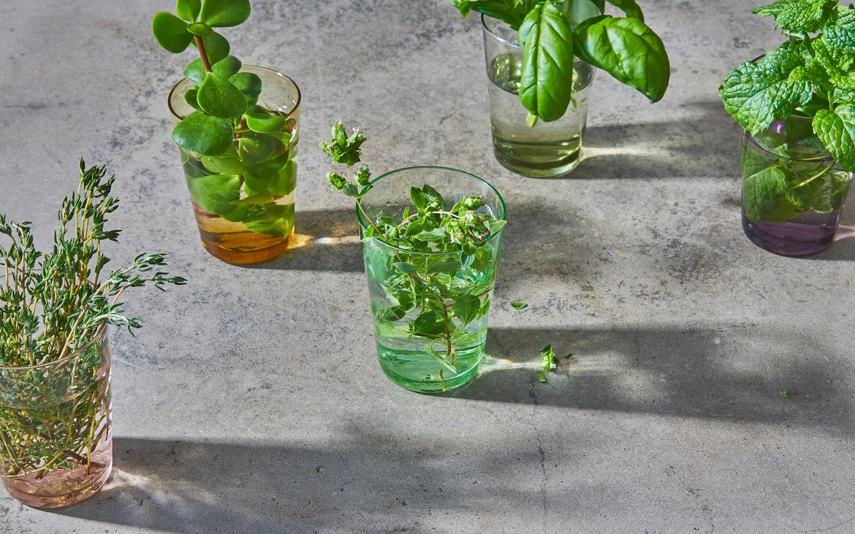 Assorted fresh culinary herbs standing in clear glasses for short-term storage