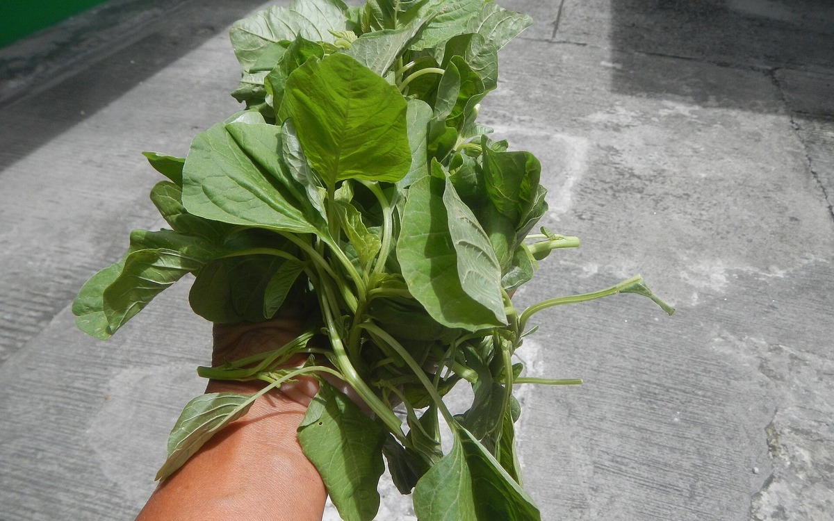 Fresh spinach leaves illustrating ready-to-eat and salad greens