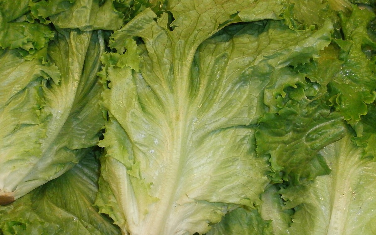 Fresh heads of lettuce displayed in a grocery produce section