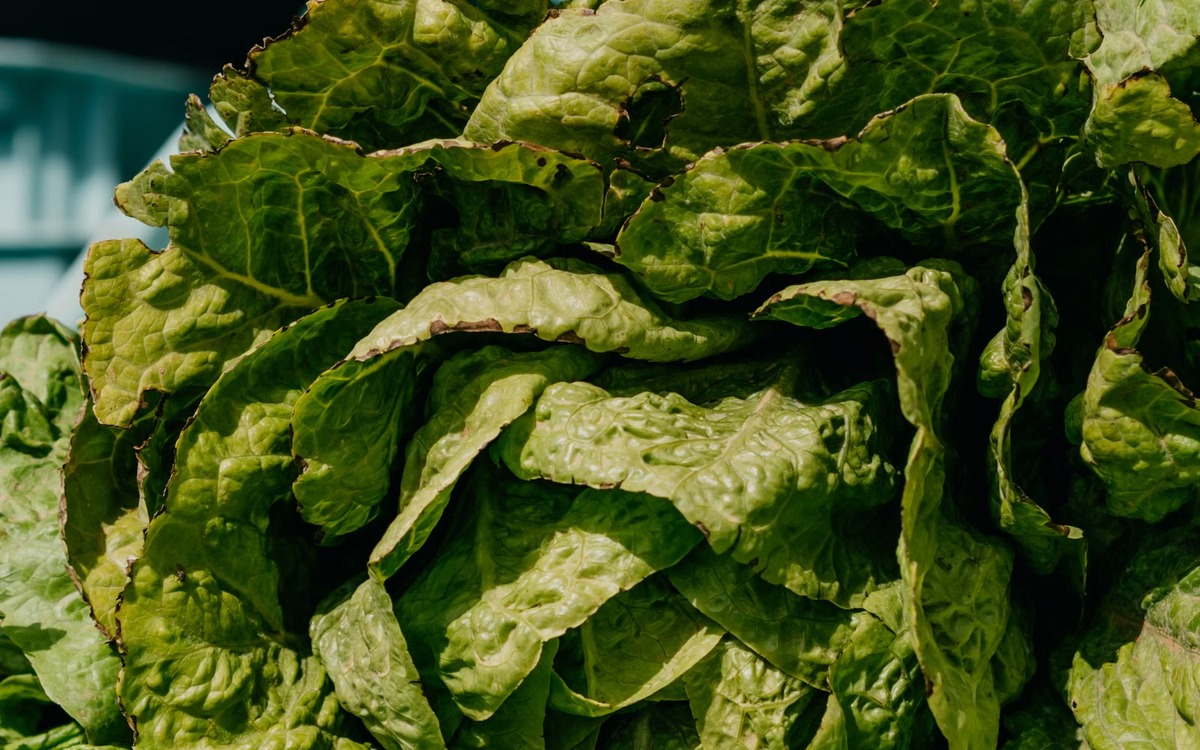 Close-up of fresh crisp green lettuce leaves