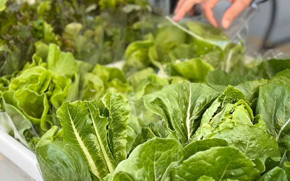 Fresh romaine and leaf lettuces displayed at a farmers market