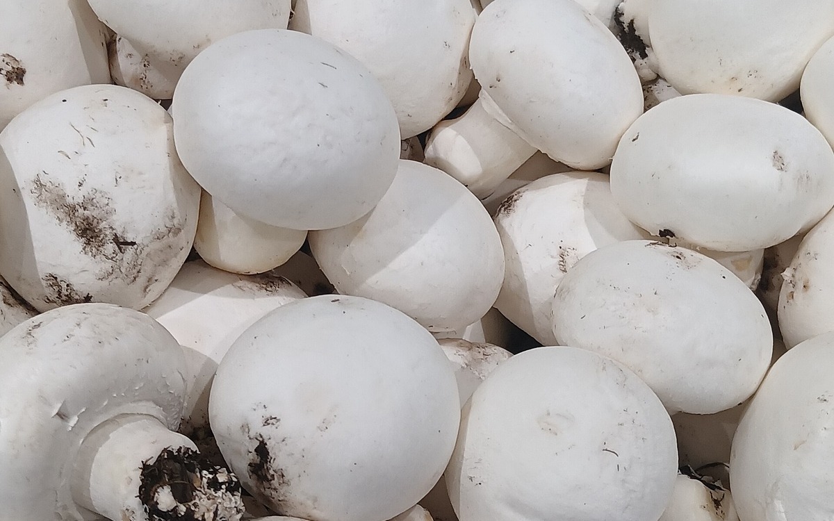 Fresh button mushrooms ready for refrigerated storage