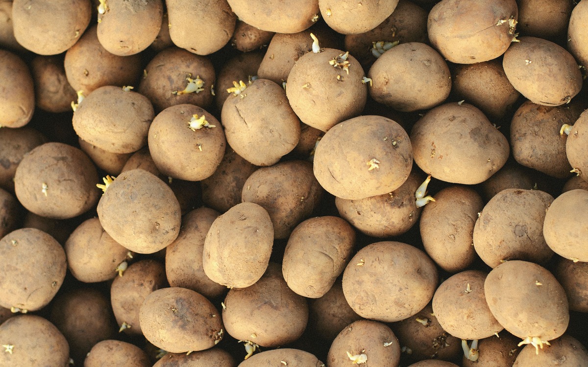 Close-up of raw potatoes with small visible sprouts that should be removed before cooking