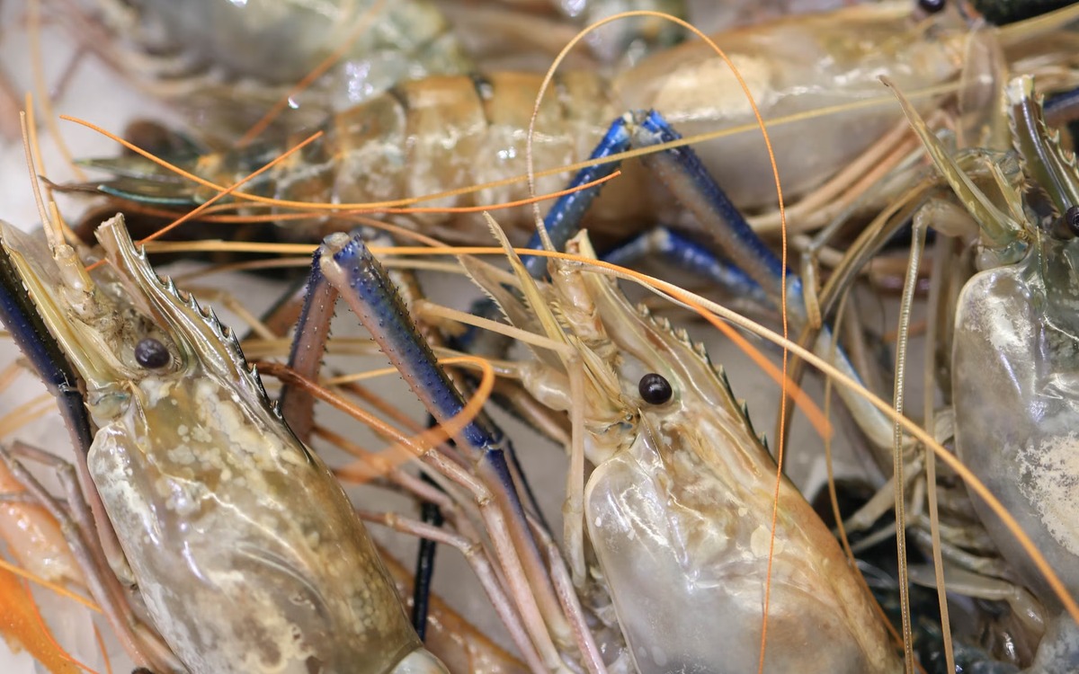 Raw shrimp representing safe refrigerator or cold-water thawing