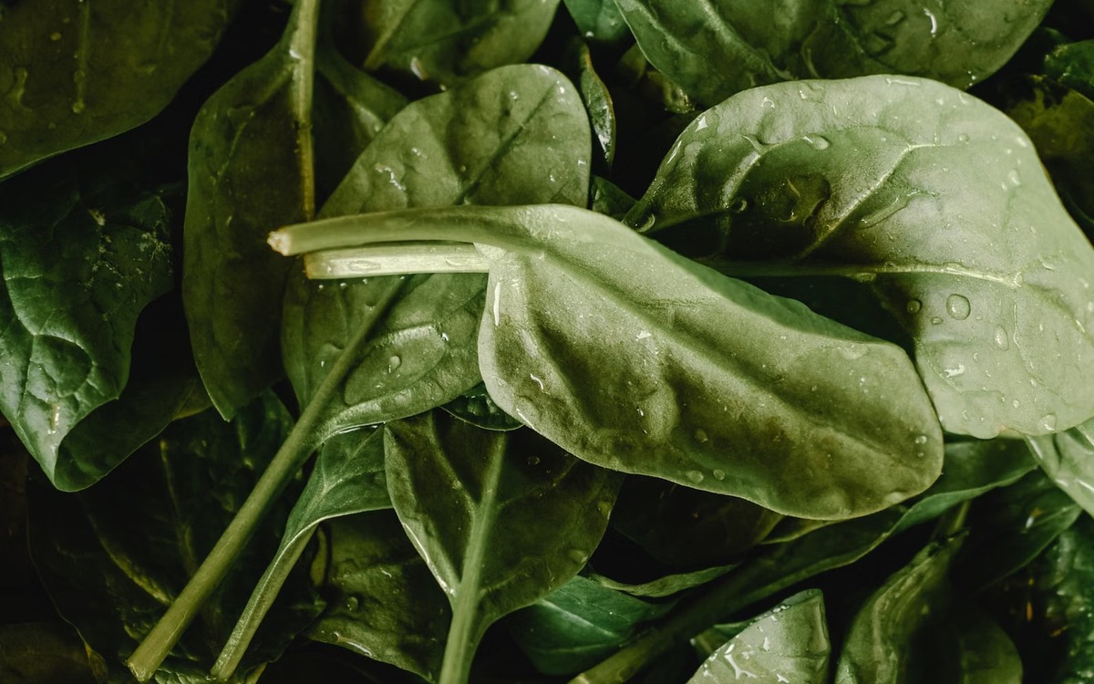 Fresh spinach leaves with water droplets in a kitchen colander